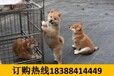 云南大理云龙哪里能买到高加索联系方式