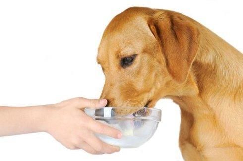 狗狗为什么只能喝羊奶不能喝牛奶？