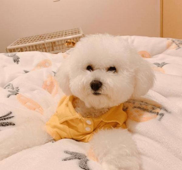 体味很小的5种狗，比熊犬在内，第五种几乎没有体味