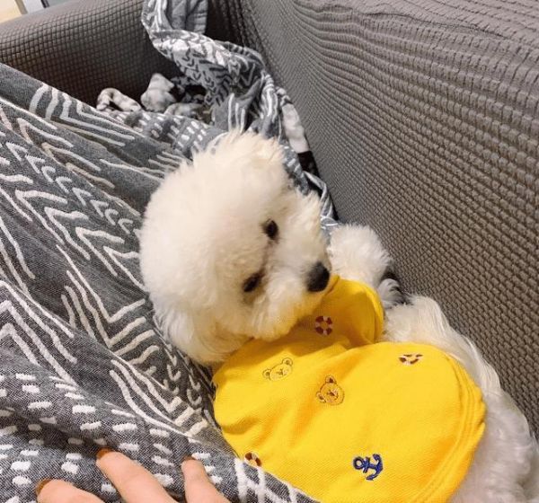 体味很小的5种狗，比熊犬在内，第五种几乎没有体味