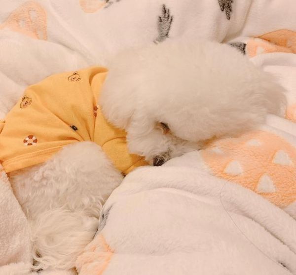 体味很小的5种狗，比熊犬在内，第五种几乎没有体味