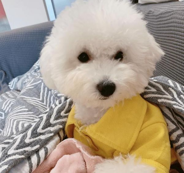 体味很小的5种狗，比熊犬在内，第五种几乎没有体味