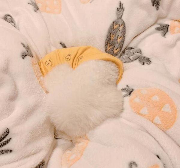 体味很小的5种狗，比熊犬在内，第五种几乎没有体味