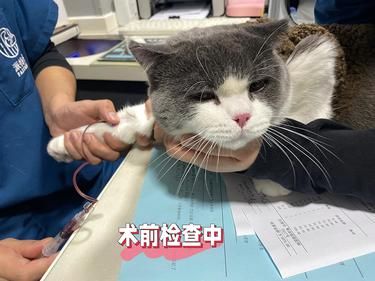 宠物绝育 猫咪绝育 初体验