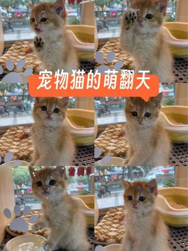 家有新成员，快来看看