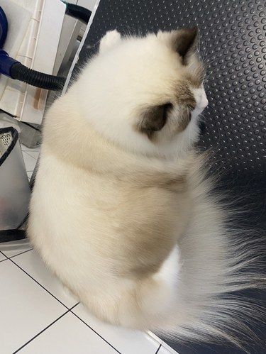 健康先行～猫咪护理