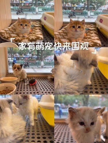 宠物店新成员，超可爱哦！