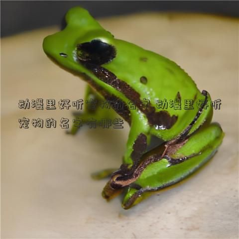 动漫里好听宠物的名字,动漫里好听宠物的名字有哪些