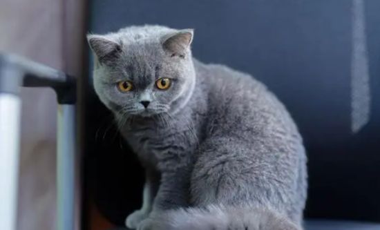 什么时候给小猫咪打疫苗比较好?