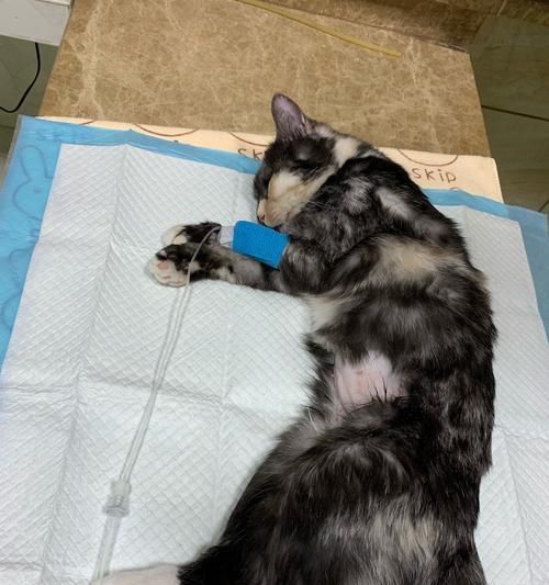 宠物猫咪的疫苗接种指南（宠物猫咪需要打几针疫苗）