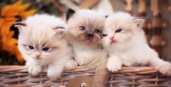 宠物猫咪的疫苗接种指南（宠物猫咪需要打几针疫苗）