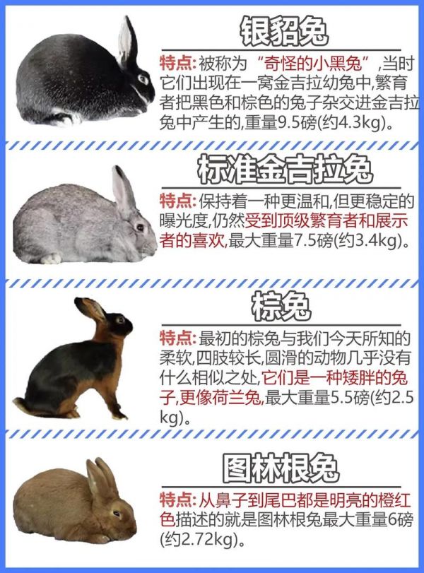家兔子和宠物兔区别大吗?-家兔子和宠物兔区别大吗视频