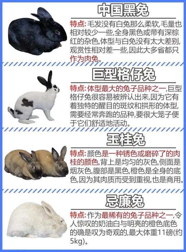家兔子和宠物兔区别大吗?-家兔子和宠物兔区别大吗视频