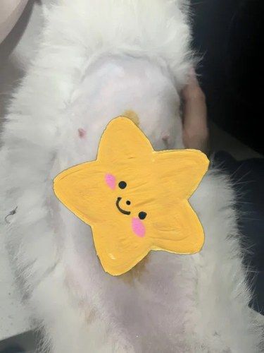 薇莉宠物医院，猫咪的贴心守护者