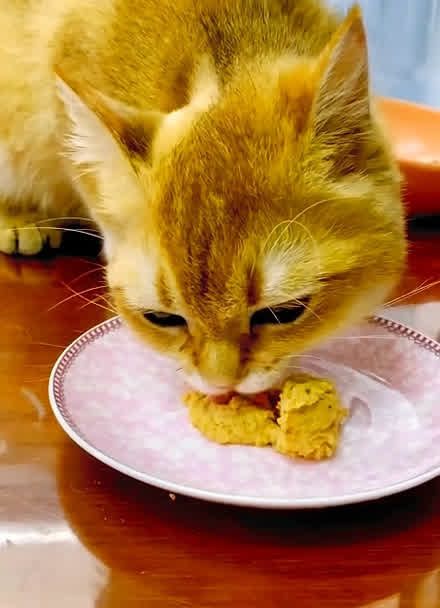 米饭给猫吃_猫咪吃米饭可以么_猫咪可以吃米饭吗