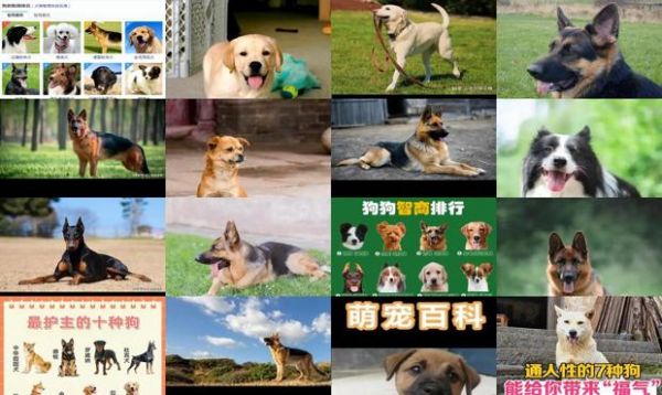 最通人性的狗狗排行