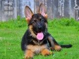 北京犬舍直销 世界各类名犬 支持上门看狗