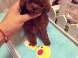 出售小藏獒价格 独留青冢向黄昏 铁包金藏獒幼崽