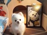 北京犬舍直销各种名犬犬 可爱健康可送货