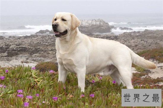 宠物狗智商排名前十名，边境牧羊犬排名第一