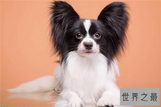 宠物狗智商排名前十名，边境牧羊犬排名第一