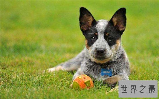 宠物狗智商排名前十名，边境牧羊犬排名第一