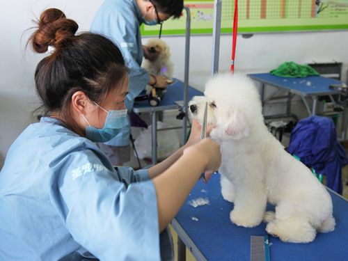 43期美容班比熊犬综合美容实操课