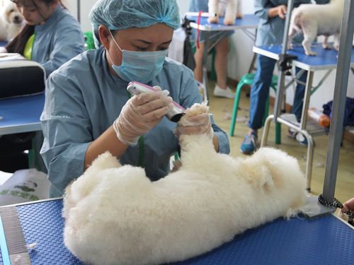 43期美容班比熊犬综合美容实操课