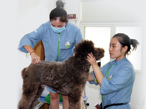 43期美容班巨贵犬美容实操课