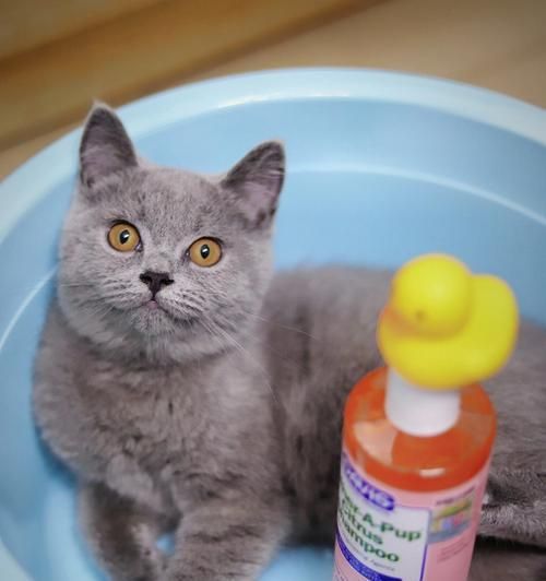 如何为宠物猫咪洗澡（猫咪的洗澡技巧与注意事项）