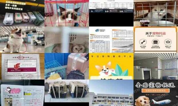 高铁托运宠物价格一览表