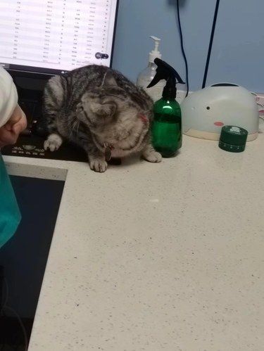 非常省心的一次猫咪看病