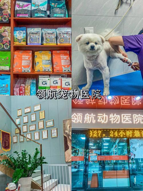 网上咨询宠物医院,宠物医院在线咨询免费咨询