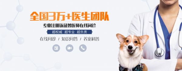 网上咨询宠物医院,宠物医院在线咨询免费咨询