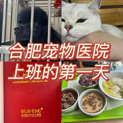 合肥关爱宠物医院，合肥一养老机构进小区遭居民反对，你怎么看？