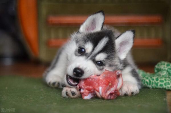 狗狗到底是吃生肉好,还是吃熟肉好?