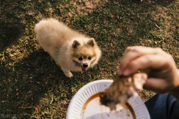 狗狗到底是吃生肉好,还是吃熟肉好?