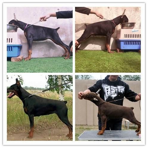 重庆永川场具置/正规犬舍