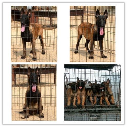 重庆永川场具置/正规犬舍