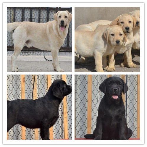 重庆永川场具置/正规犬舍
