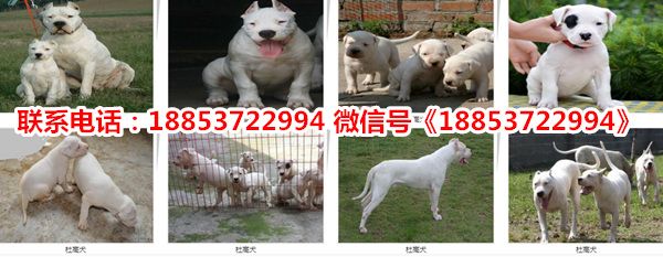 重庆合川狗市场