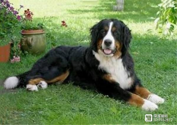 犬年话犬，世界珍贵名犬名录（2）