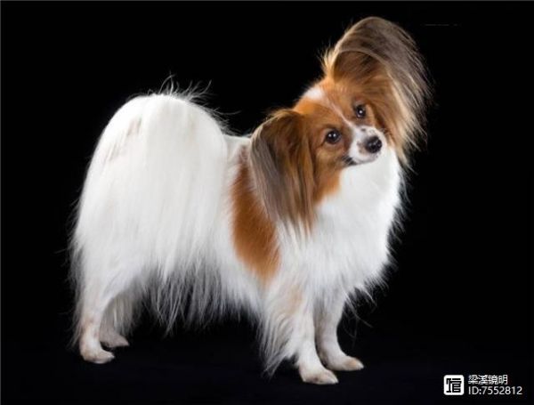 犬年话犬，世界珍贵名犬名录（2）