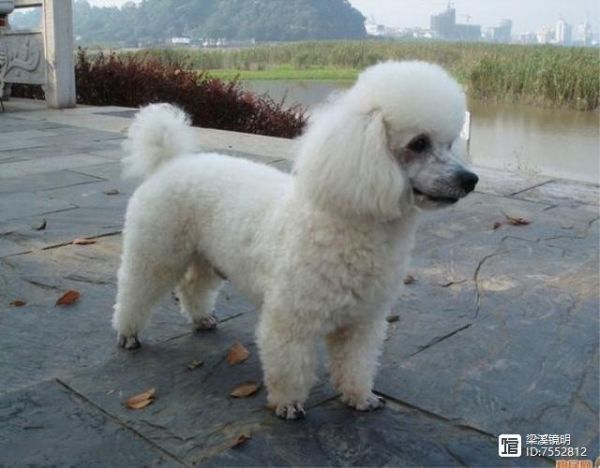 犬年话犬，世界珍贵名犬名录（2）