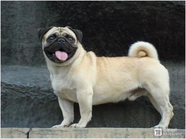 犬年话犬，世界珍贵名犬名录（2）