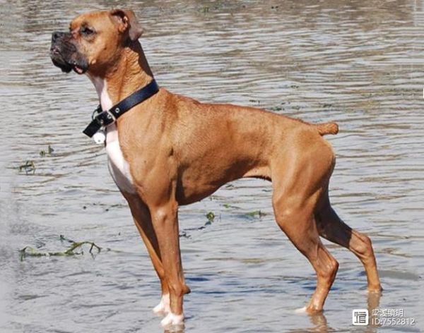 犬年话犬，世界珍贵名犬名录（2）