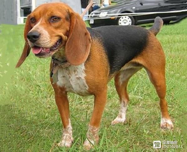 犬年话犬，世界珍贵名犬名录（2）