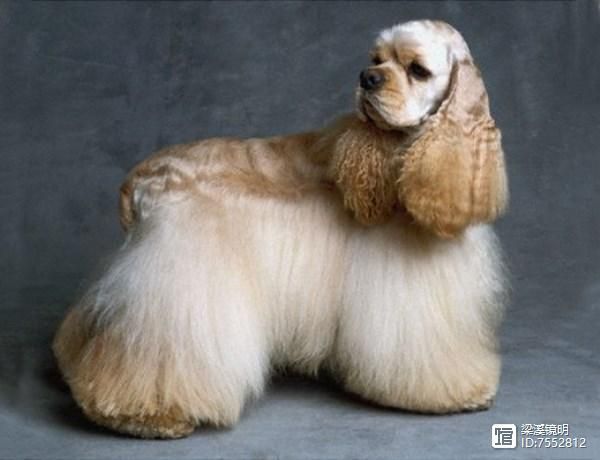 犬年话犬，世界珍贵名犬名录（2）