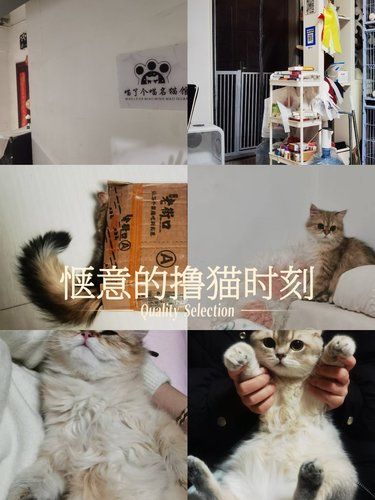 小猫室内悠闲时光