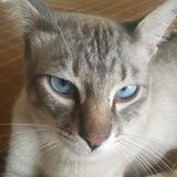 猫爪在上